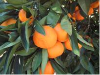 Mandarins